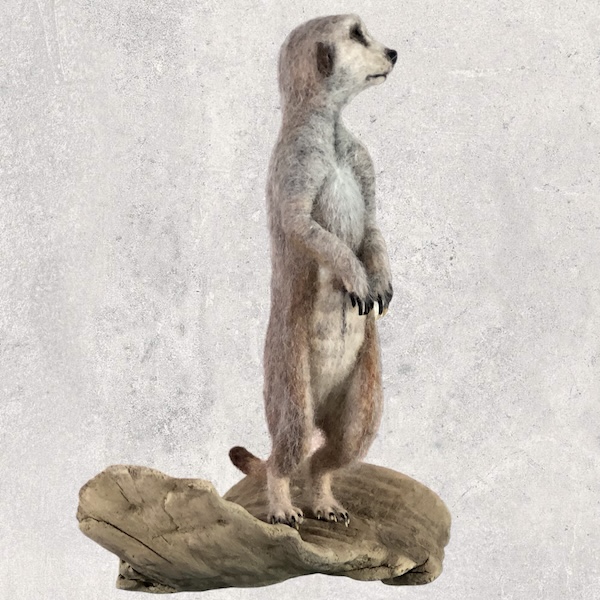 Meerkat - Keeping a lookout
